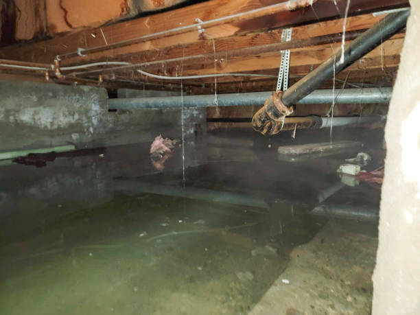 Best Water damage cleanup near me  in Pass Christian, MS